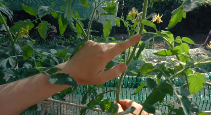 Пасынки на высокорослых томатах