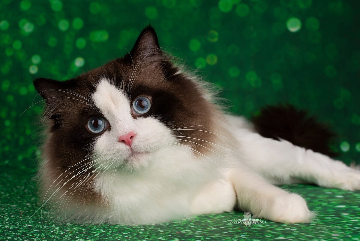 Copenghagen Valley Tuberose , обменялся на Ханни 