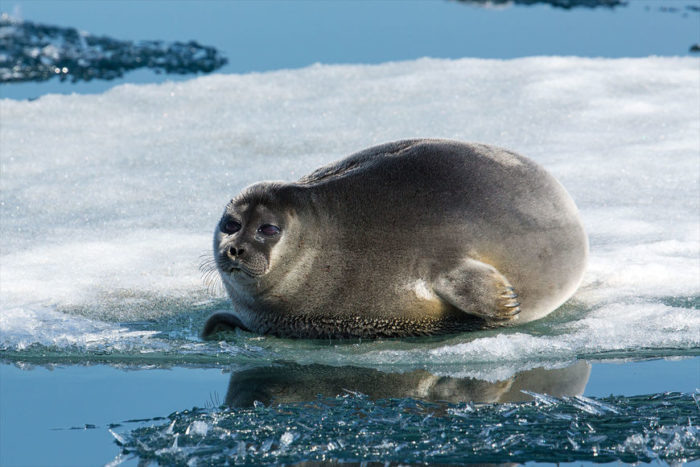    Байкальская нерпа – это представитель семейства настоящих тюленей, который образовал самостоятельный вид. Это единственное млекопитающее, которое обитает в озере Байкал.
