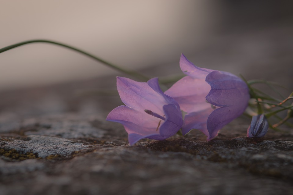 https://pixabay.com