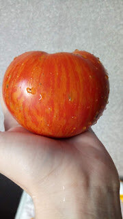 1. Томат "Толстый боцман" от
Томат "Толстый боцман"Агрофирмы "Семена Алтая"
Отлично подходит для выращивания в условиях Сибири, селекции НИУ Центральный сибирский ботанический сад.
Сорт среднеспелый, детерменантный, отличается повышенным плодообразованием.
