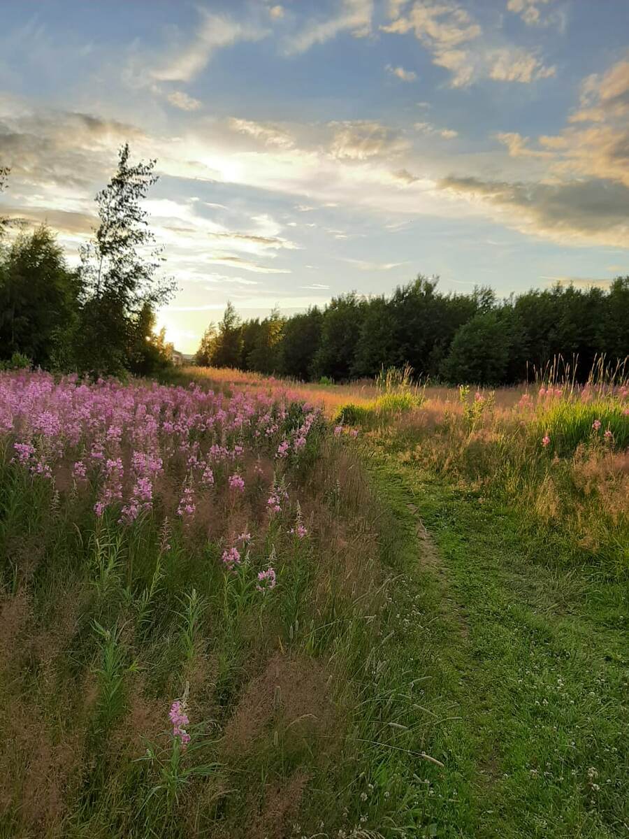 Поле и цветущий иван чай