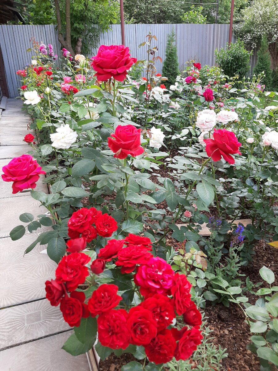 Спереди Lavaglut /Лаваглут/