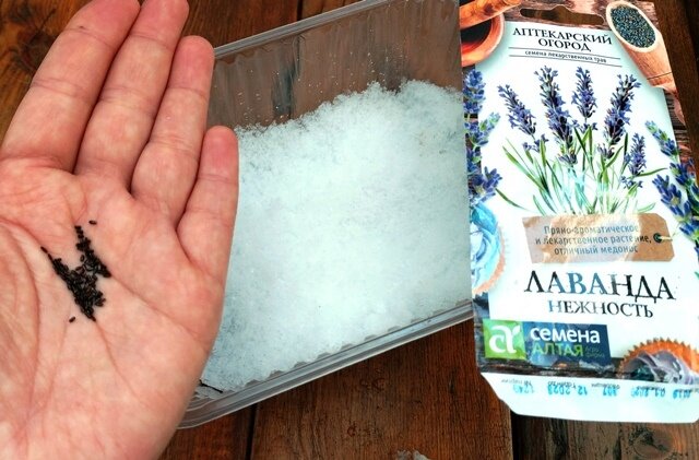 Два способа посева семян лаванды на рассаду