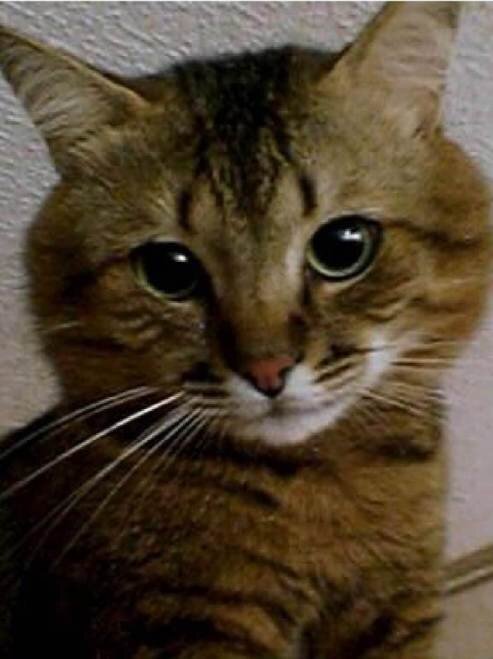 Мой любимый котик Пус