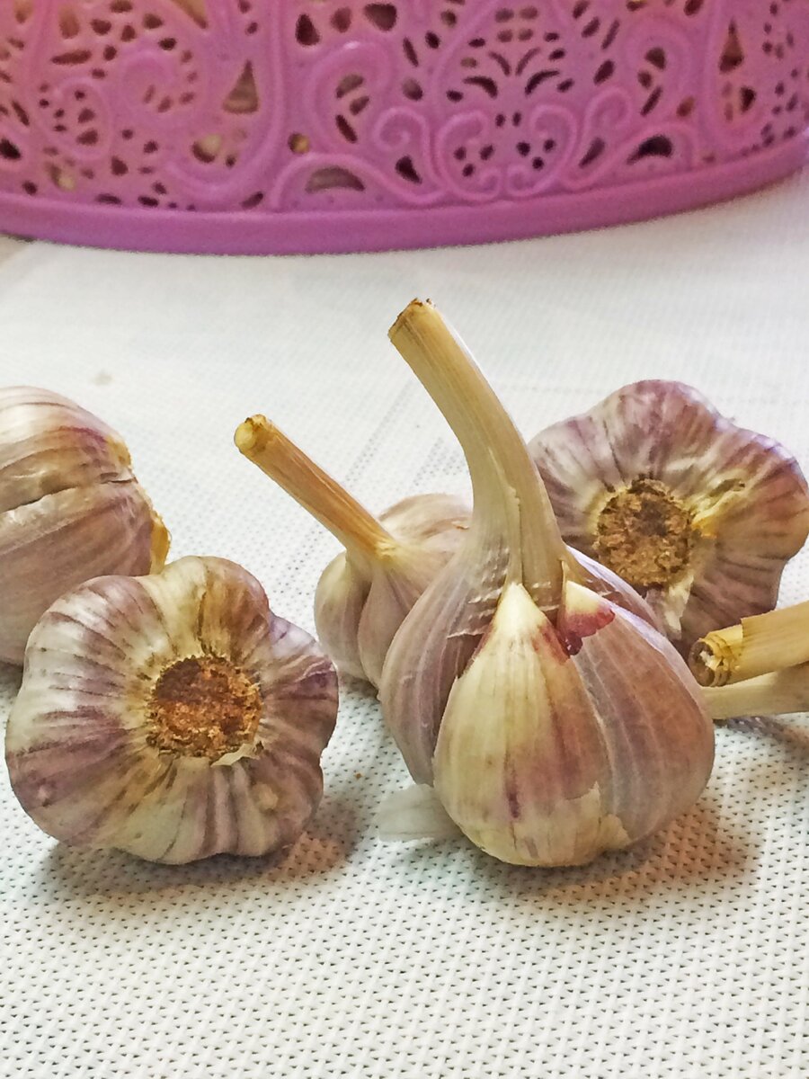 На фото видно что донце небольшого размера. Это озимый чеснок.