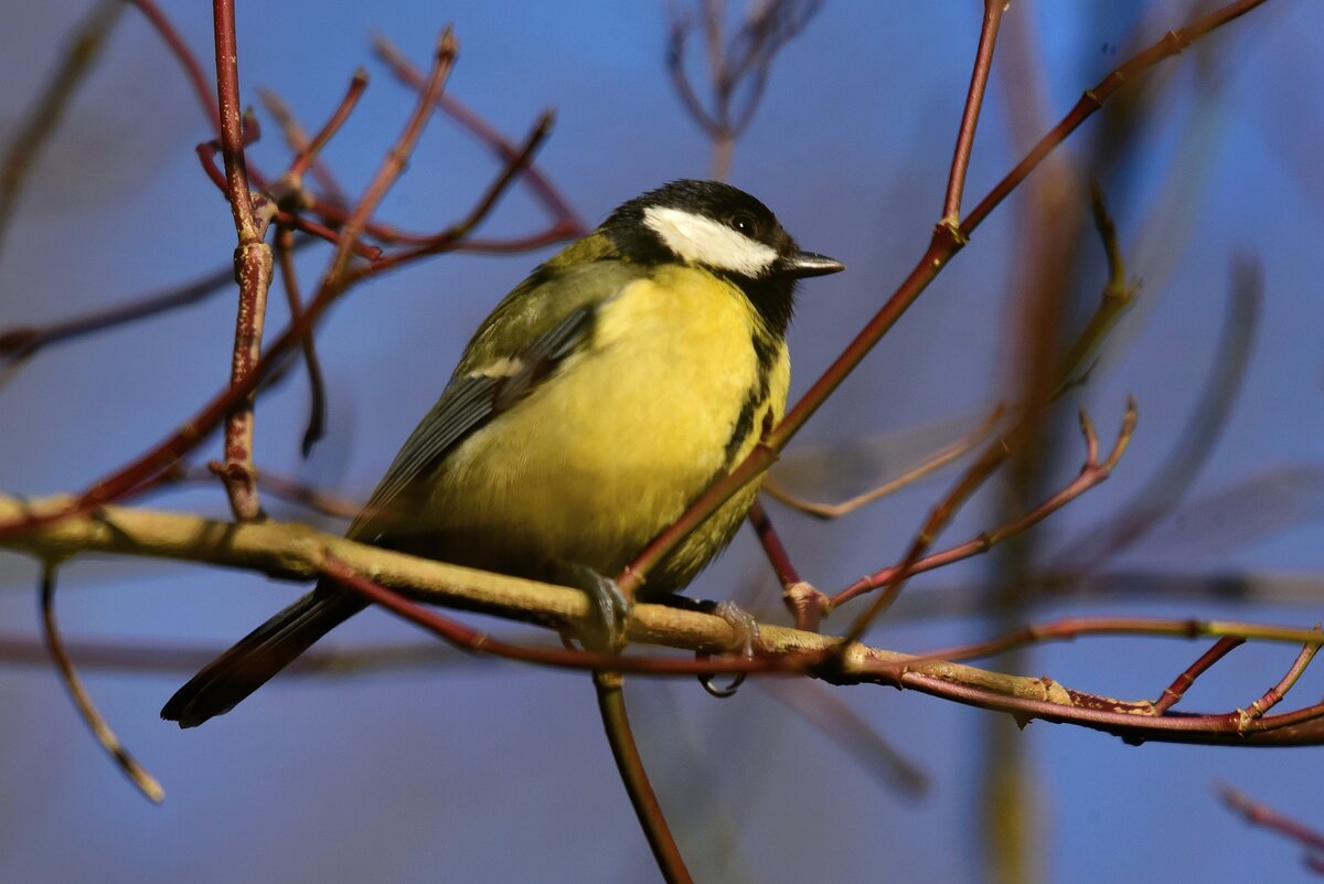 Желтая птица Удмуртия. Зимующие птицы с желтой грудкой. Синица поет. Синичка фото.