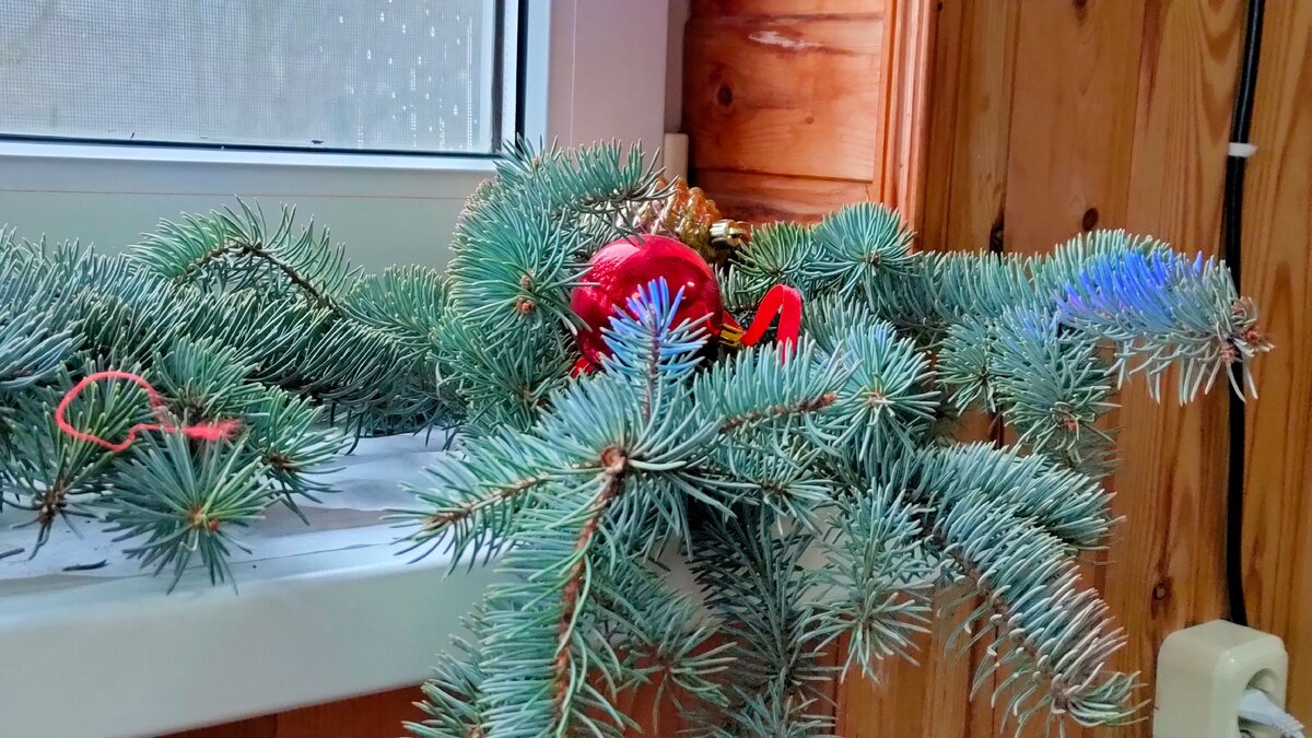 Веточки сосны на окнах кафе. Личная фотография