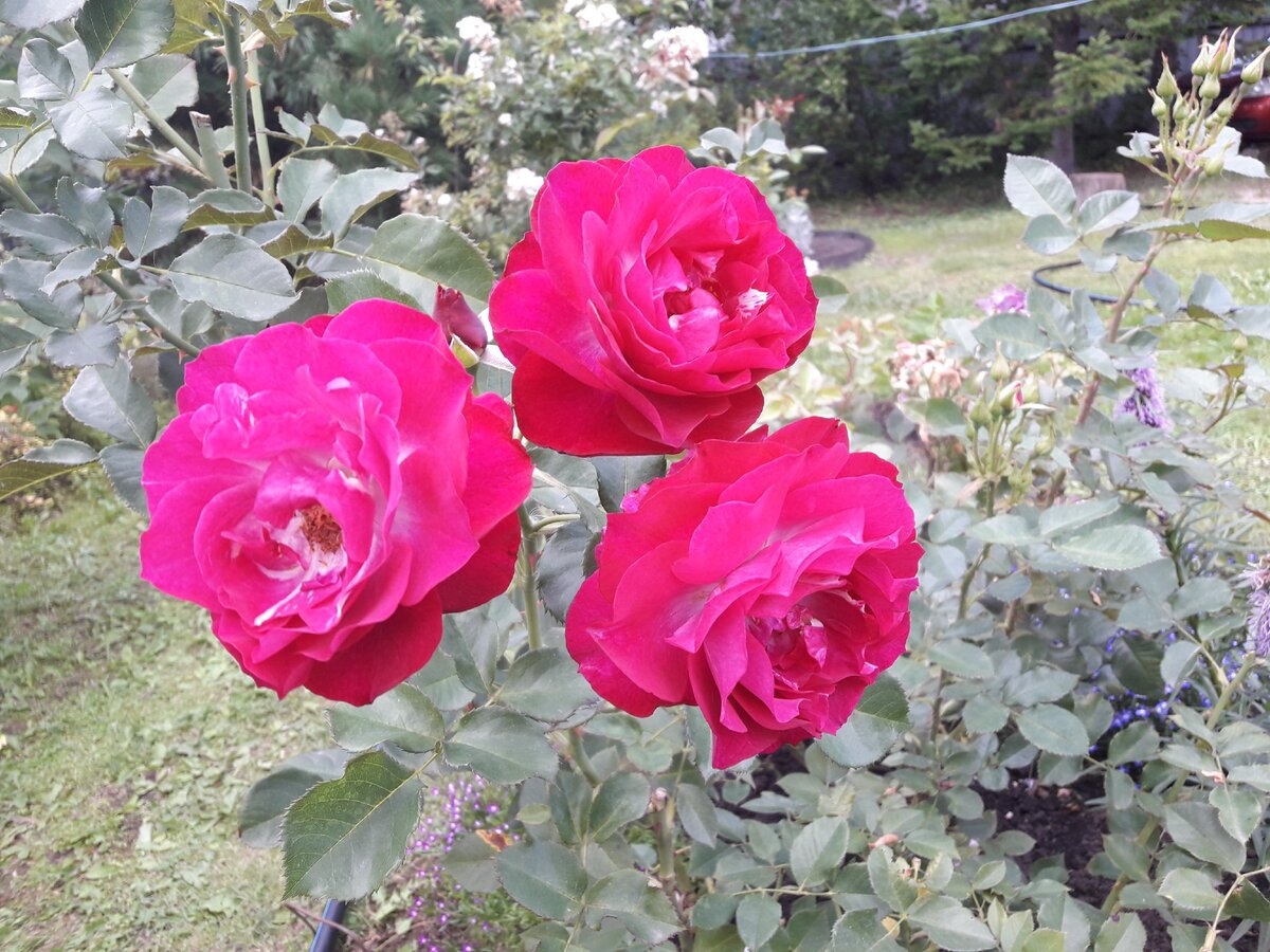 Синие розы или 5 роз Блу моего сада