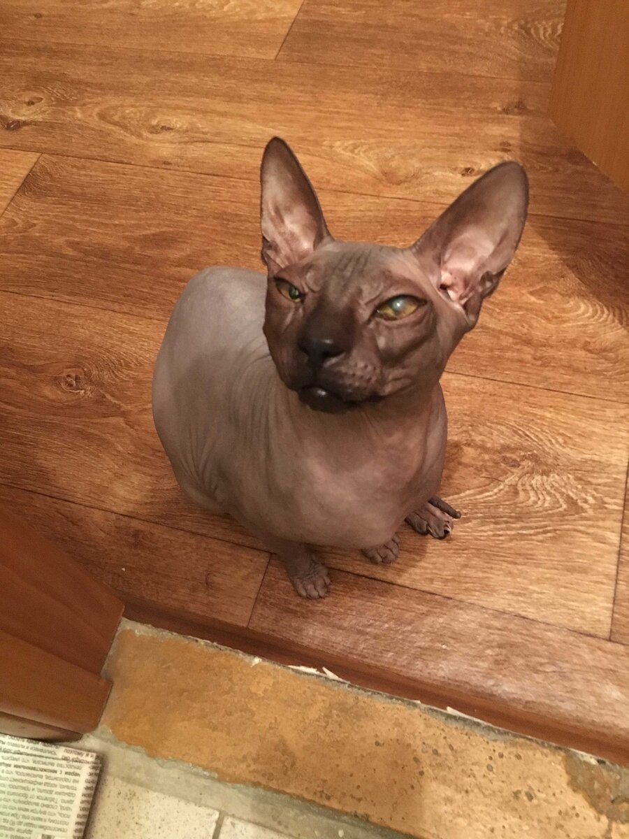 Кот во всем меня поддерживает, в том числе и во мнении.