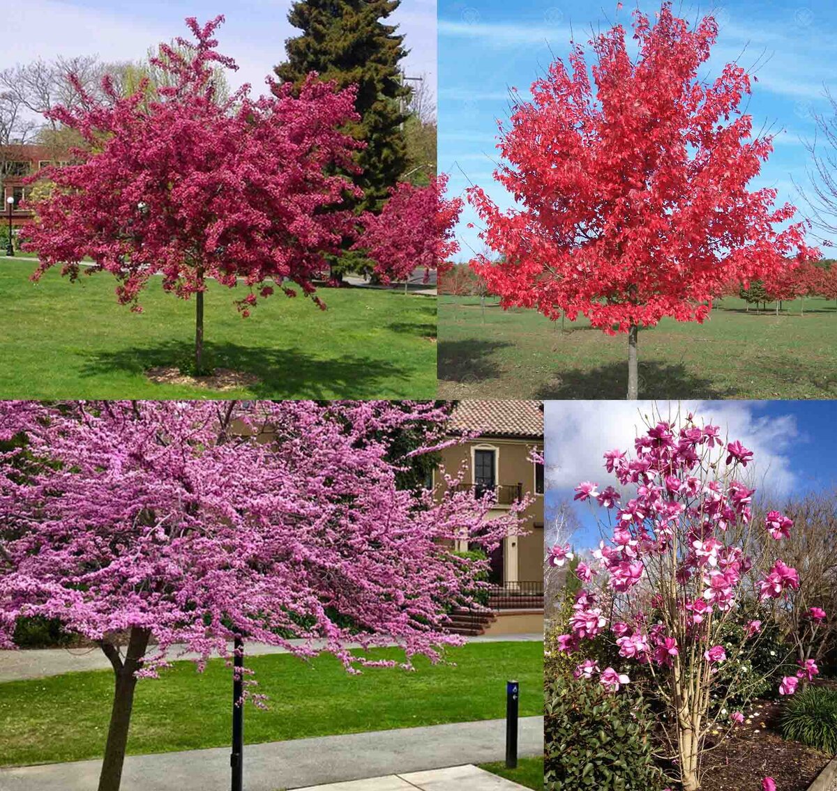 Вверху: Боярышник, Японский Клен. Внизу: Багрянник, Магнолия.