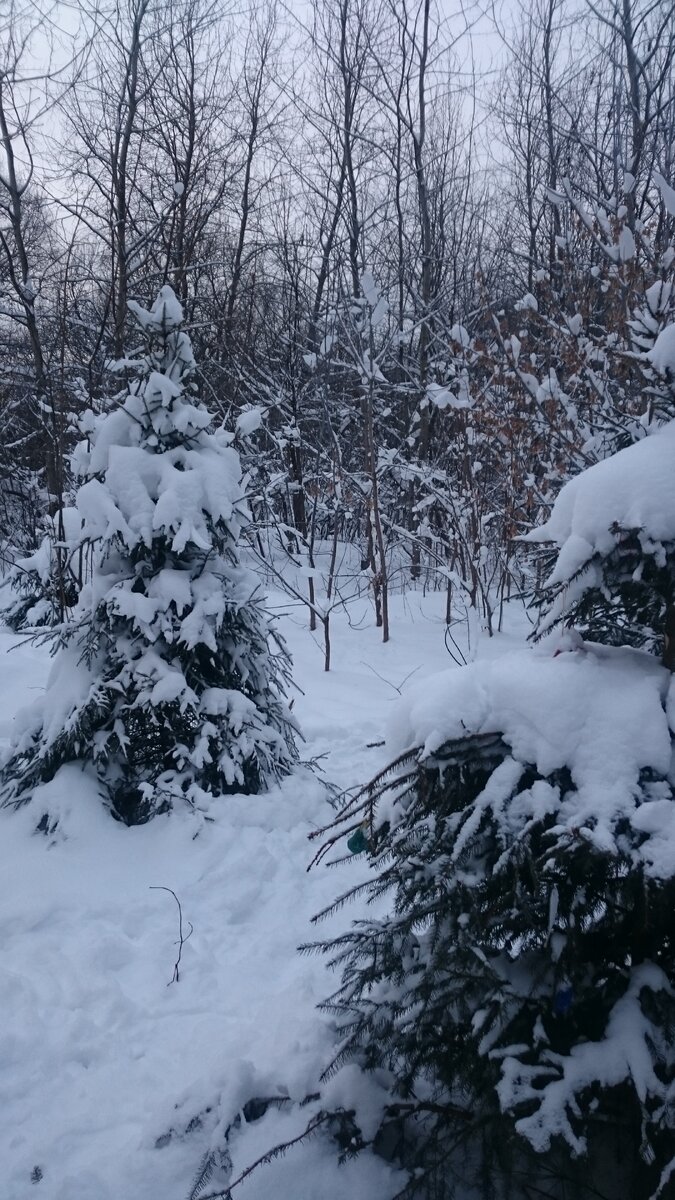 Январский лес. Москва. Фото автора.