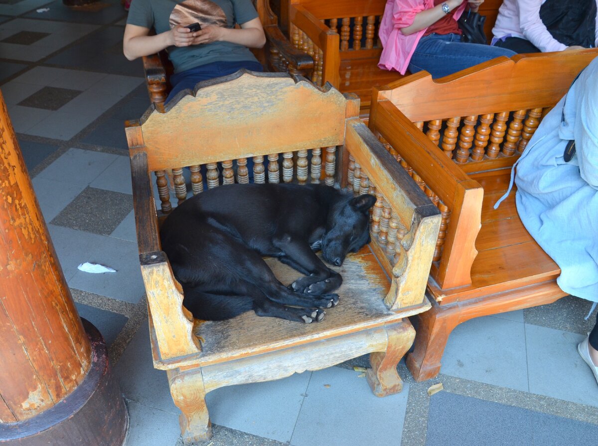Собака спит в кресле. Чианг Май. Фото автора.