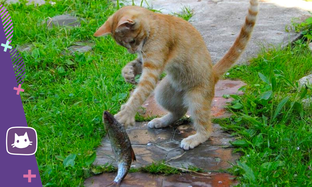 Поймай кота сможешь. Кот с рыбой в зубах. Поймать кота. Кот ловит. Кот стащил рыбу.