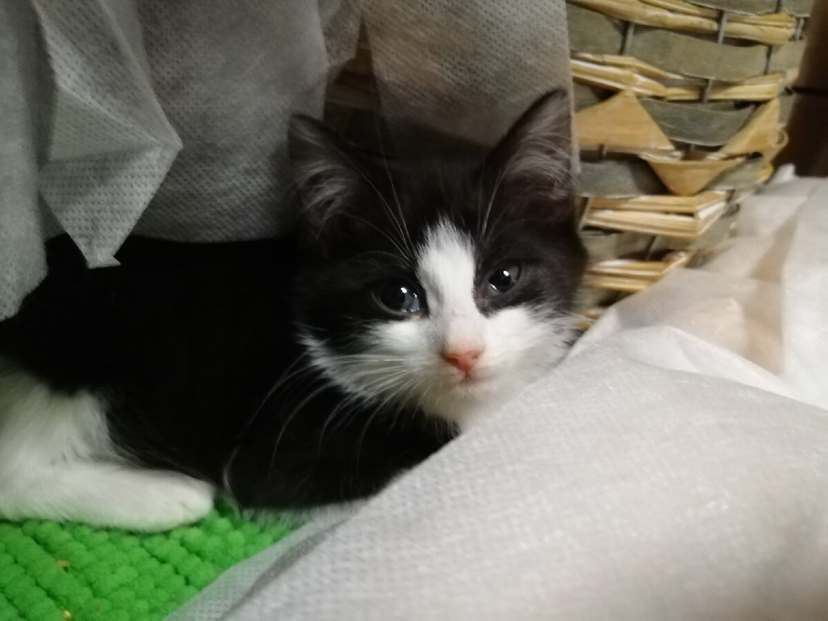 Мия в первый день спасения с улицы