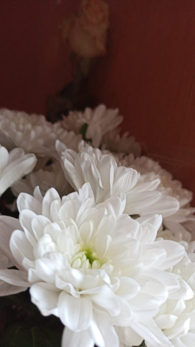 красивые цветы