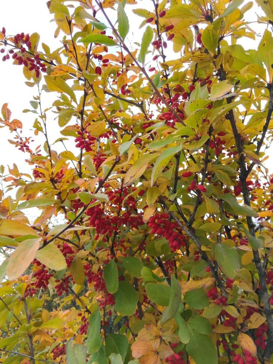 Плодоношение барбариса на моем участке