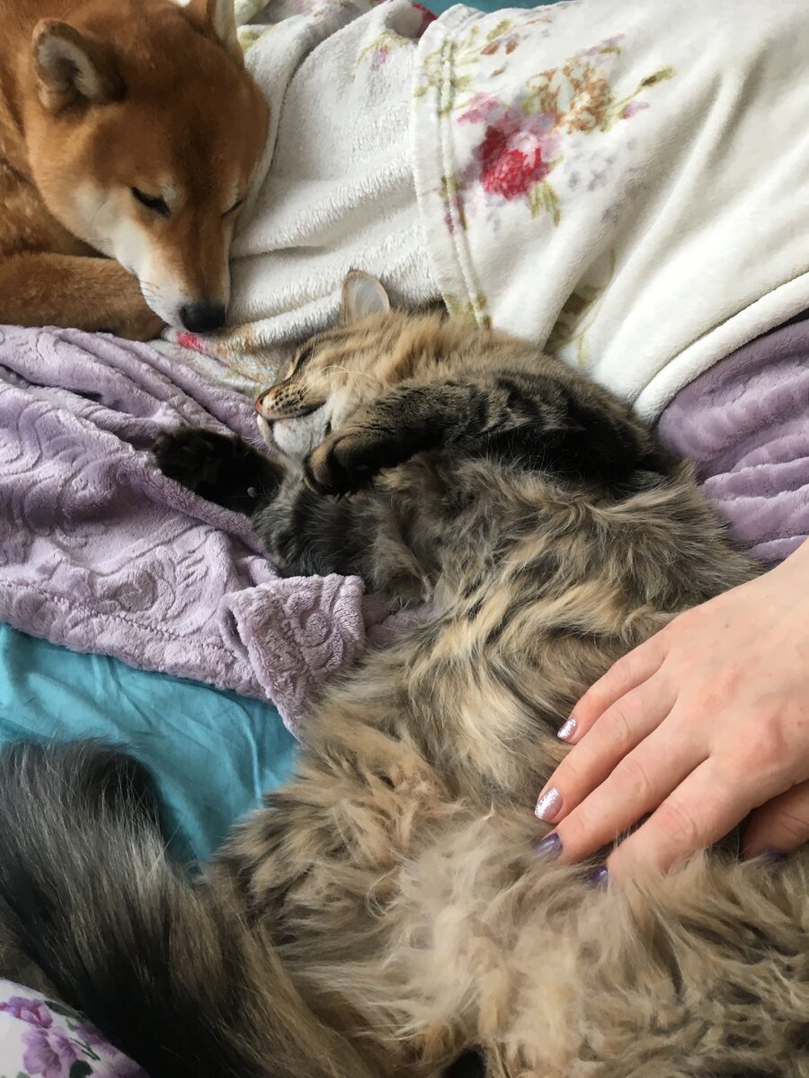 ласки просит