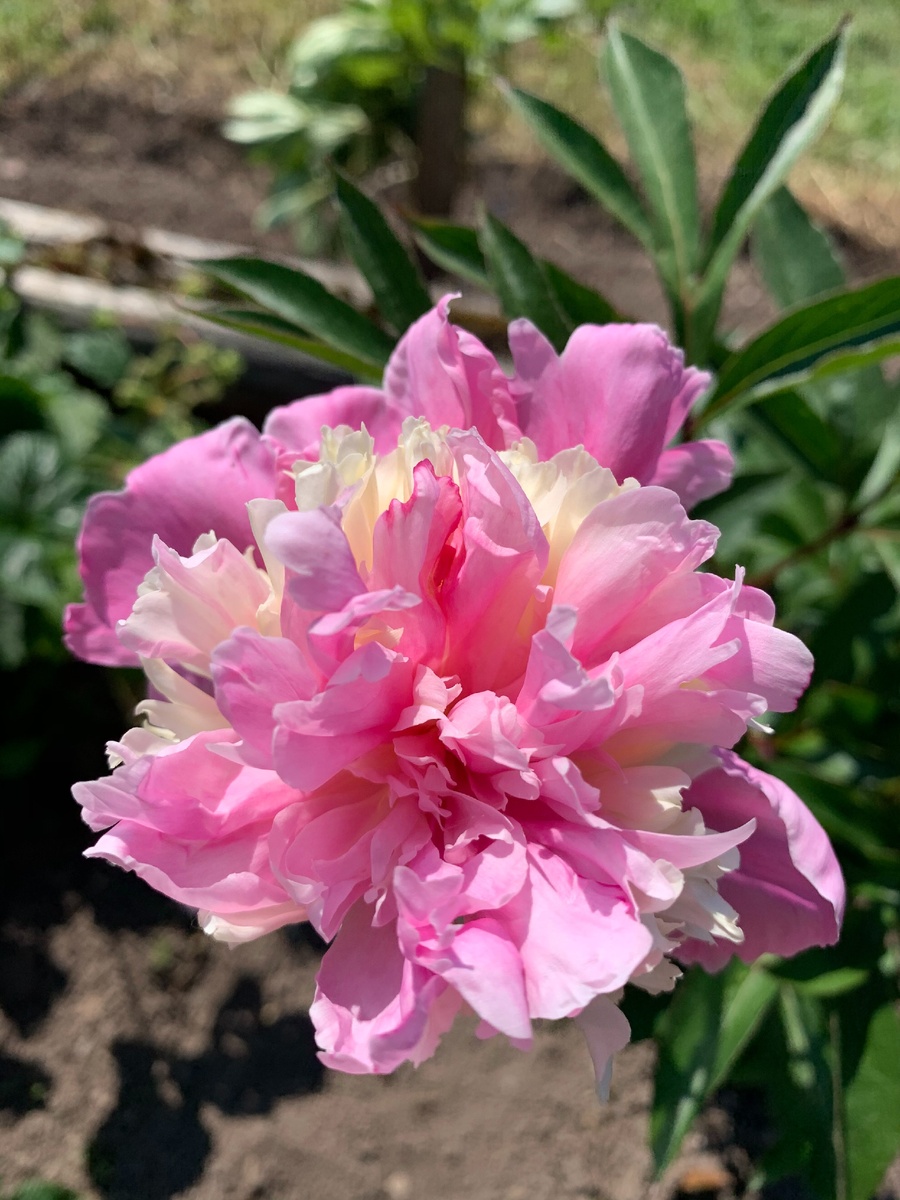 фото с моего участка 