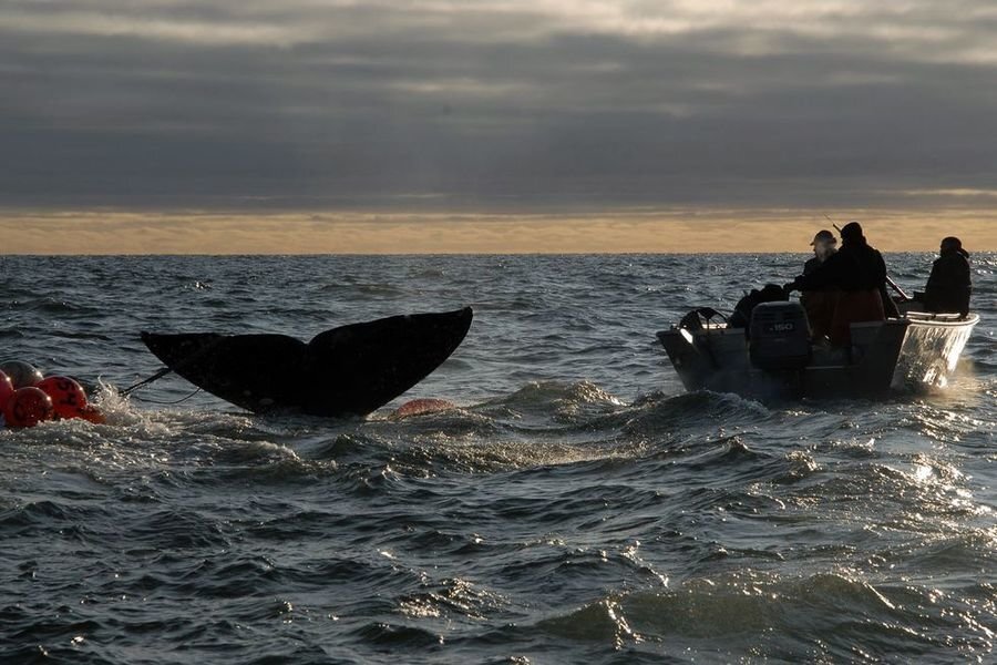 Фото Андрея Шапрана. Фотограф долго жил на Чукотке, и ходил на охоту вместе с местными.