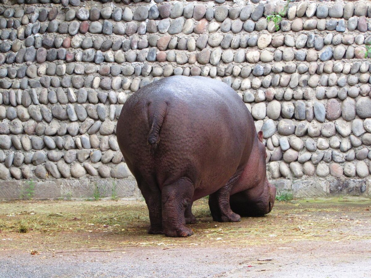 Вид сзади тоже не плох!