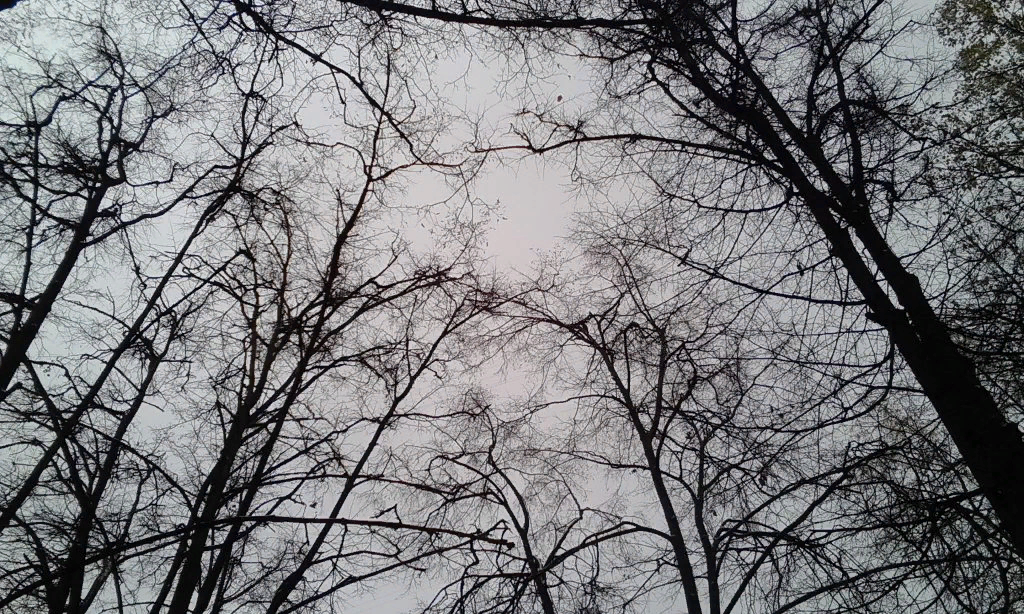 просто ветки 