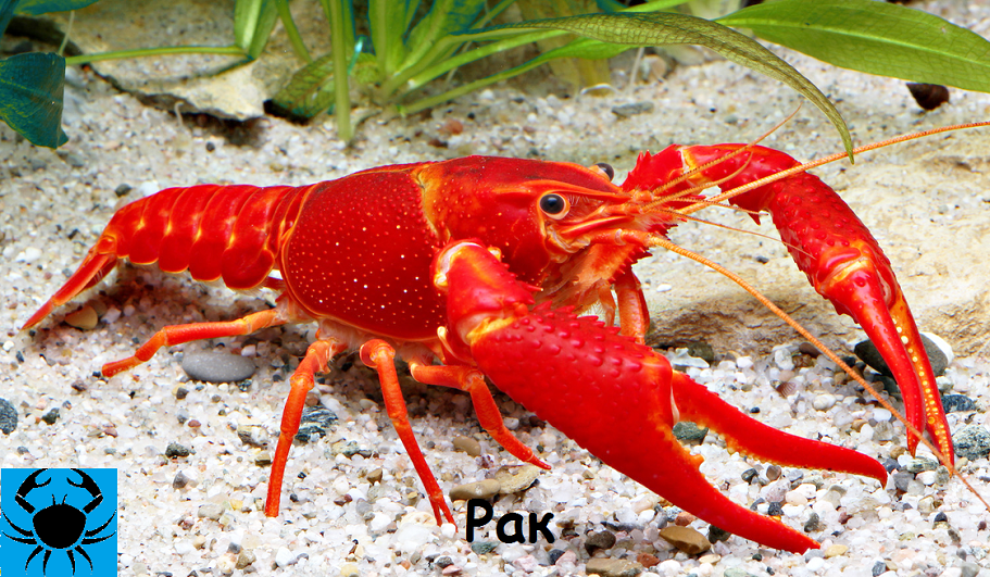 Ежемесячный зодиакальный гороскоп знака зодиака Рак 2021 год