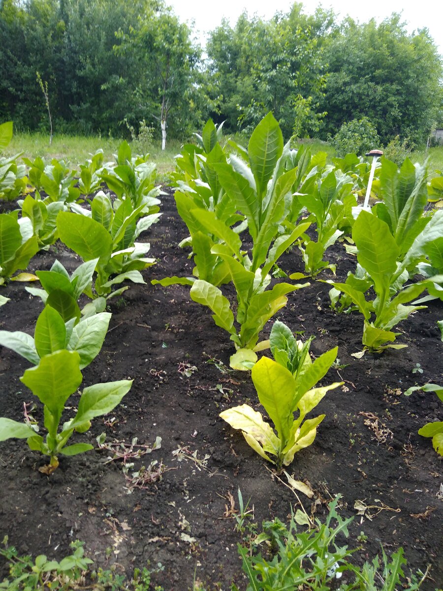 слева Дюбек, справа Молдавский