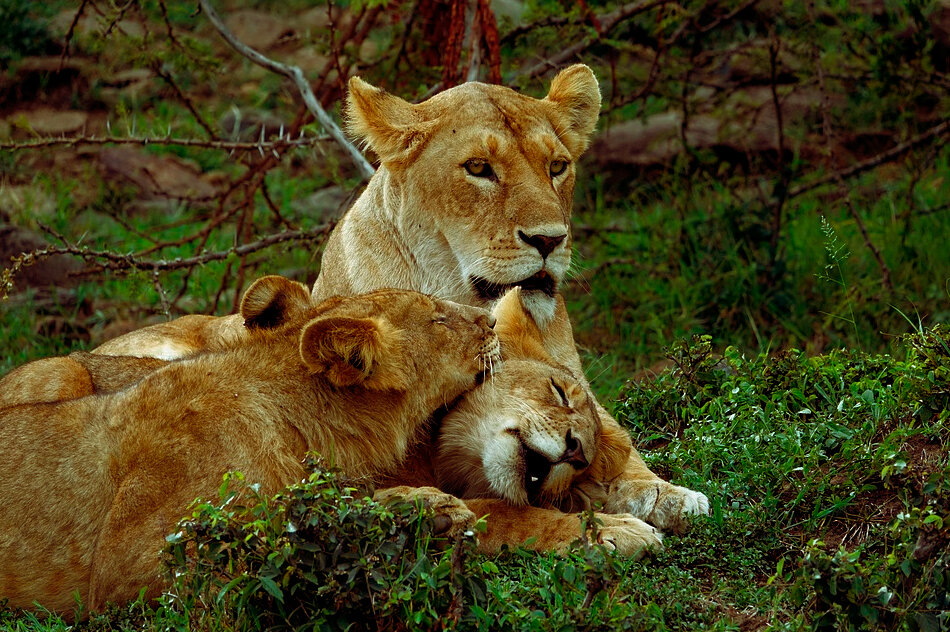 В прайде львяте - всеобщие любимчики. 
