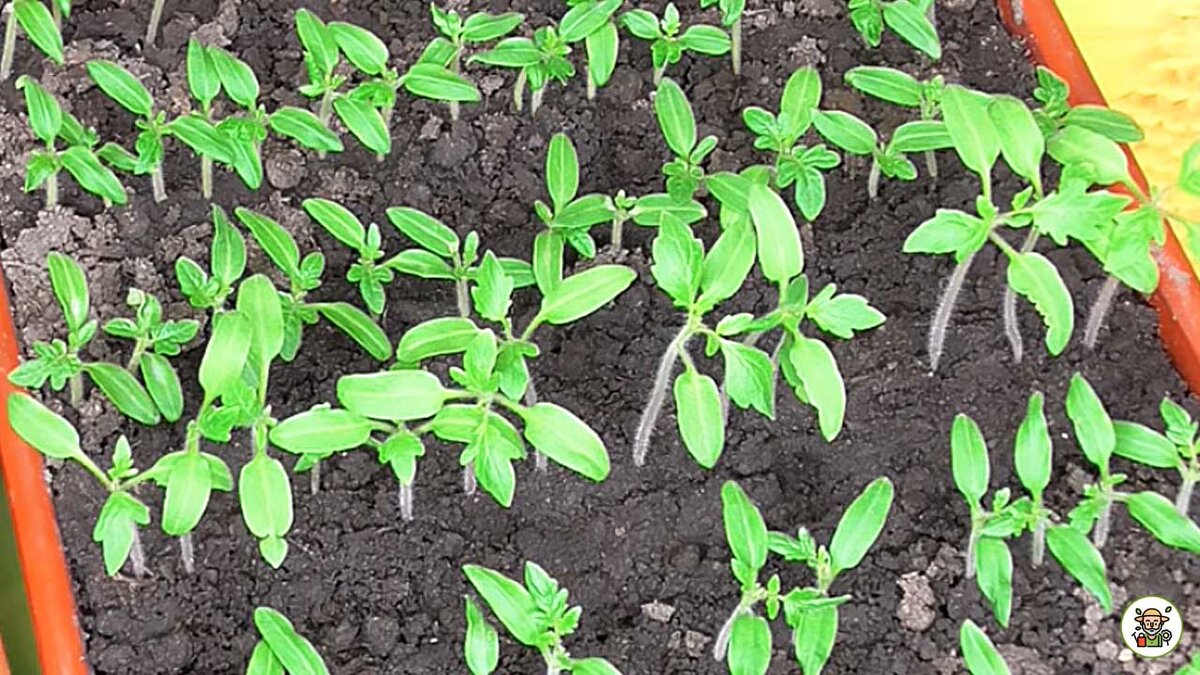 Рассада томатов до пикировки