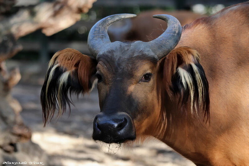 Конголезский буйвол. Иллюстрация представлена источником Яндекс.Картинки.