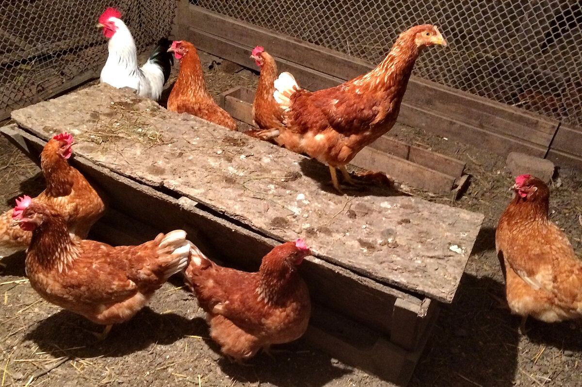 Сверху на кормушке сидит курица, которая долго не взрослела. На фото хорошо заметно, что у всех кур большие гребни и серёжки, а у неё совсем ещё неразвитые.