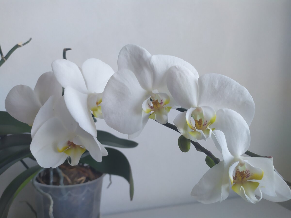цветущая орхидея