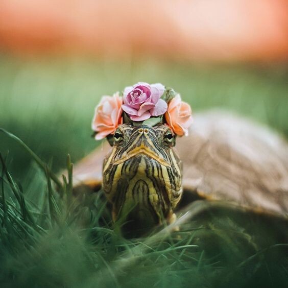 Фото найдены в pinterest, черепахи