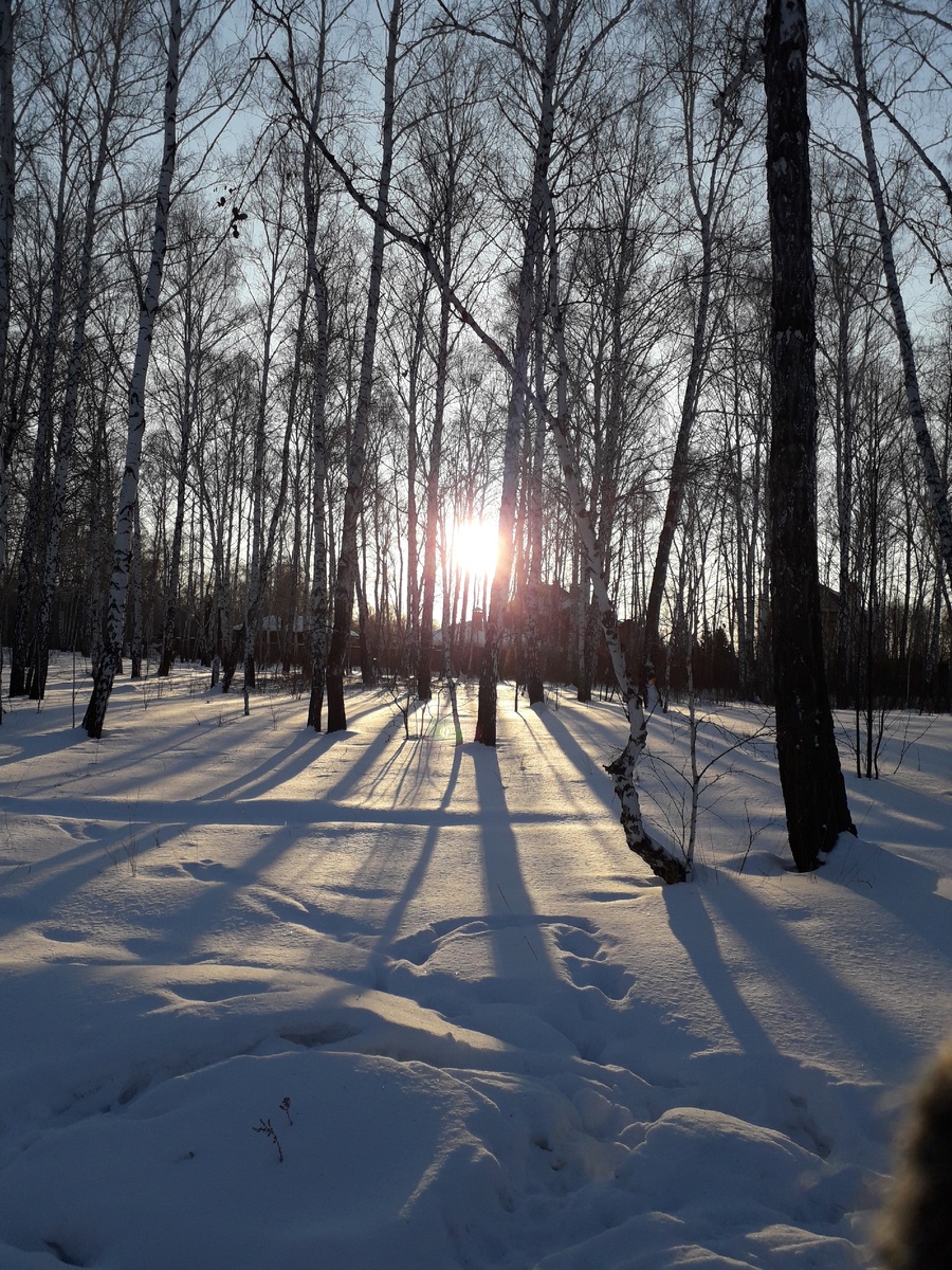 Рассвет в лесу. Фото автора