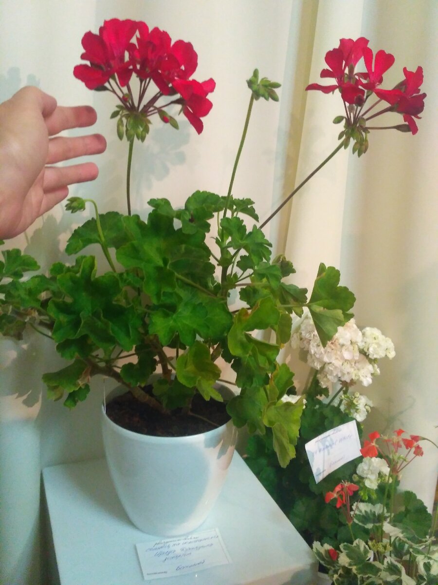 На табличке написано:
pelargonium-club.ru
сорт "Ирида Дракула", 
владелец - Бахмет. 