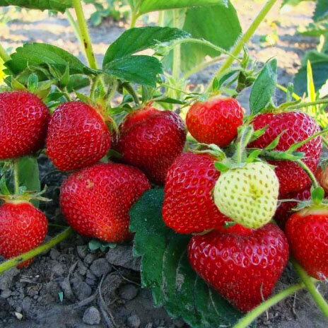 Урожай клубники 2020.