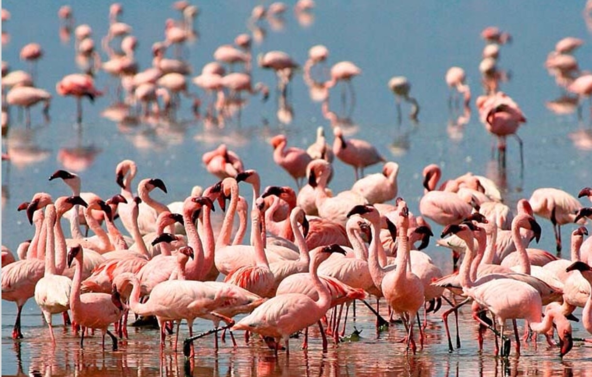 Озеро Накуру, Кения. Фото из интернета.