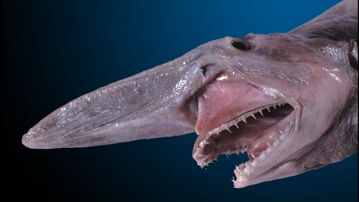 Сами вы страшные , а я особенная 