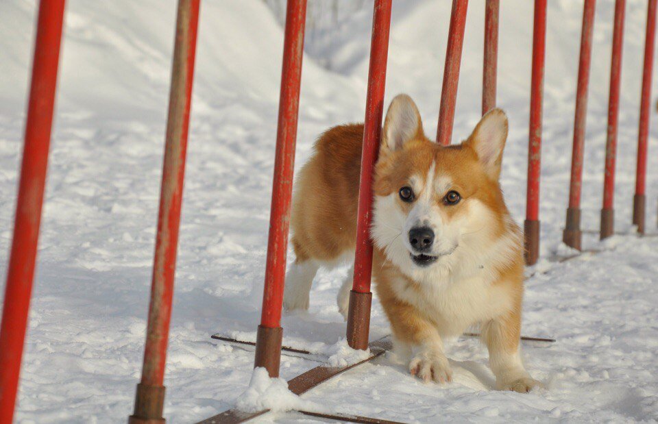 тоже вельш корги пемброк