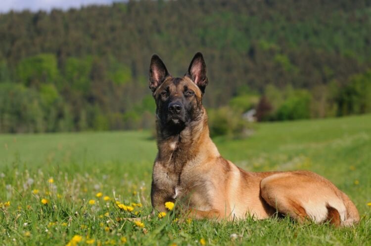 https://pets-mf.ru