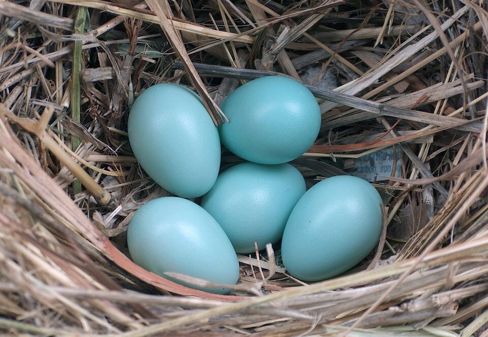Фото кур несущих голубые яйца. Цвет яйца дрозда фон. Дрозды яйца и гнезда.