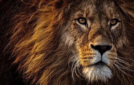 Лев-царь зверей. Интересные факты о львах. | for the curious | Дзен