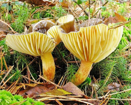 Применение гигрофоров в кулинарии