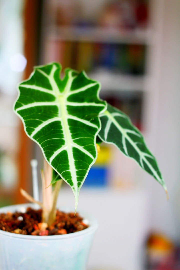 Алоказия Поли 1 и Поли 2 почему Поли, а не Полли? | Masteritayaplants ...