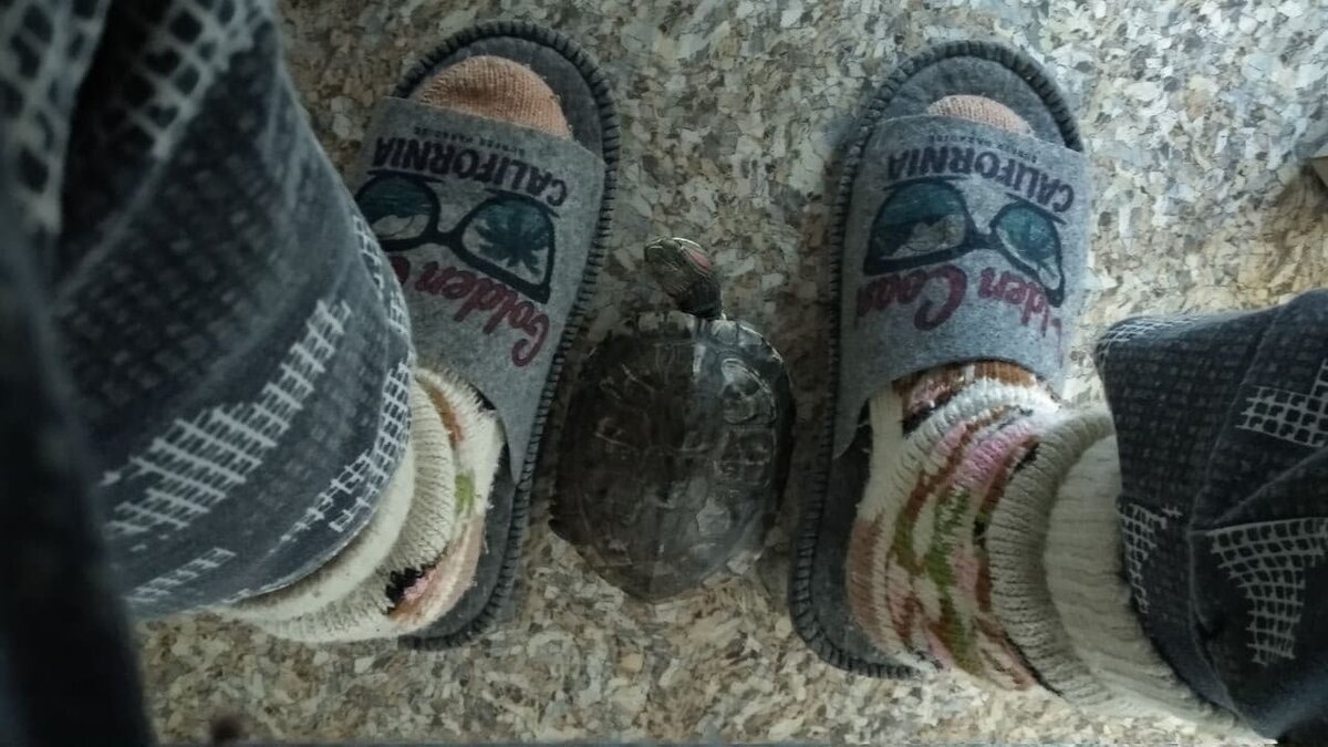 Когда хозяйка работает 😂