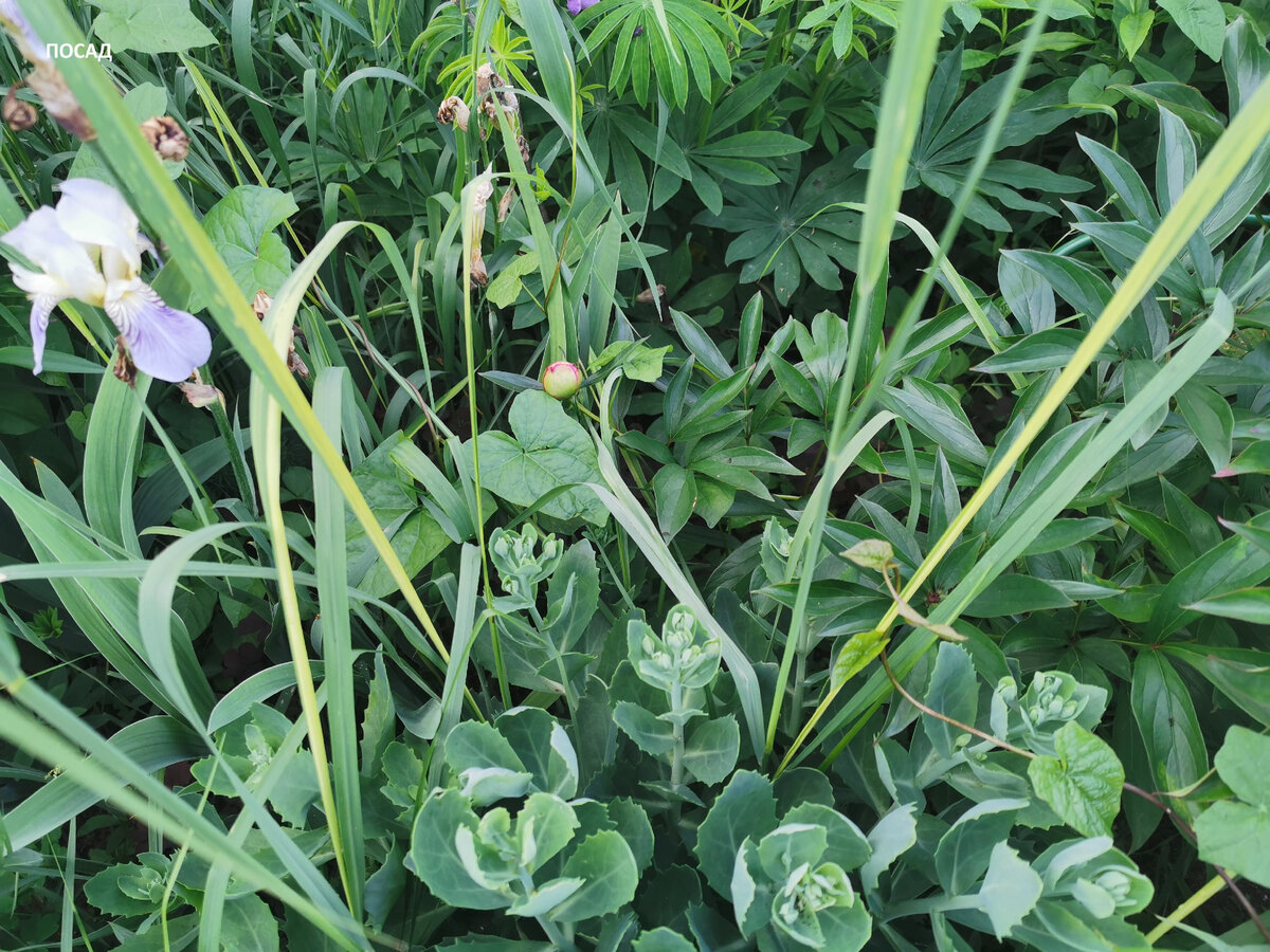 Пока я болела и лили дожди, пырей напрочь забил и ирисы, и пион, и заячью капусту.