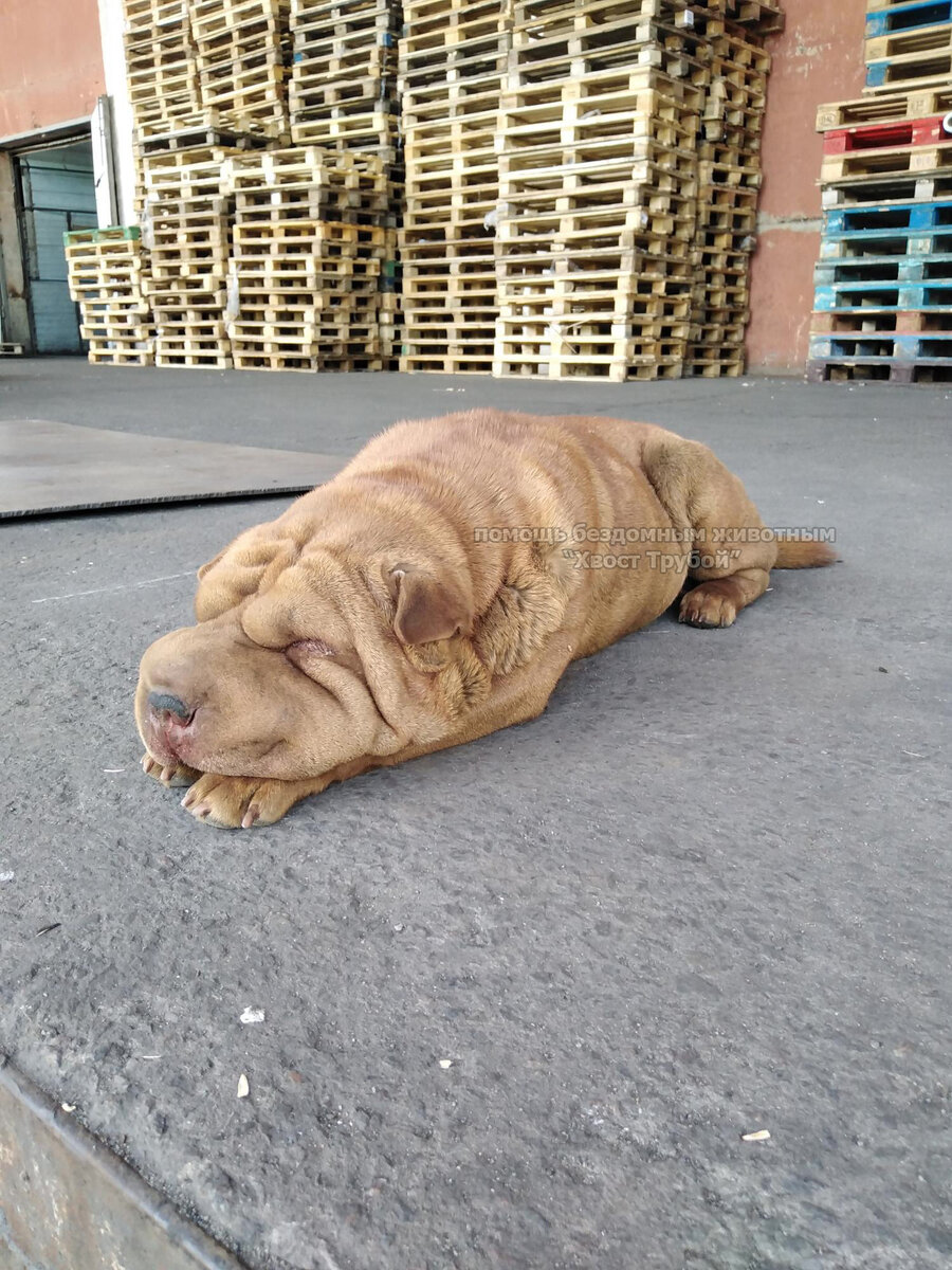 Здесь собачка прожила 3 месяца.