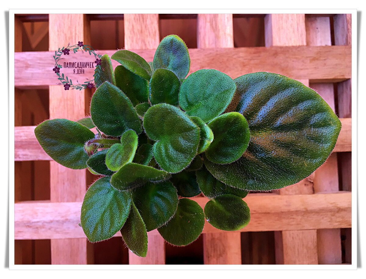 Это сейчас у меня стоооолько листочков одновременно с детками-переростками стоят, что мне их просто некогда рассаживать. И порой они прямо у листа начинают цвести, всей кучкой :) 