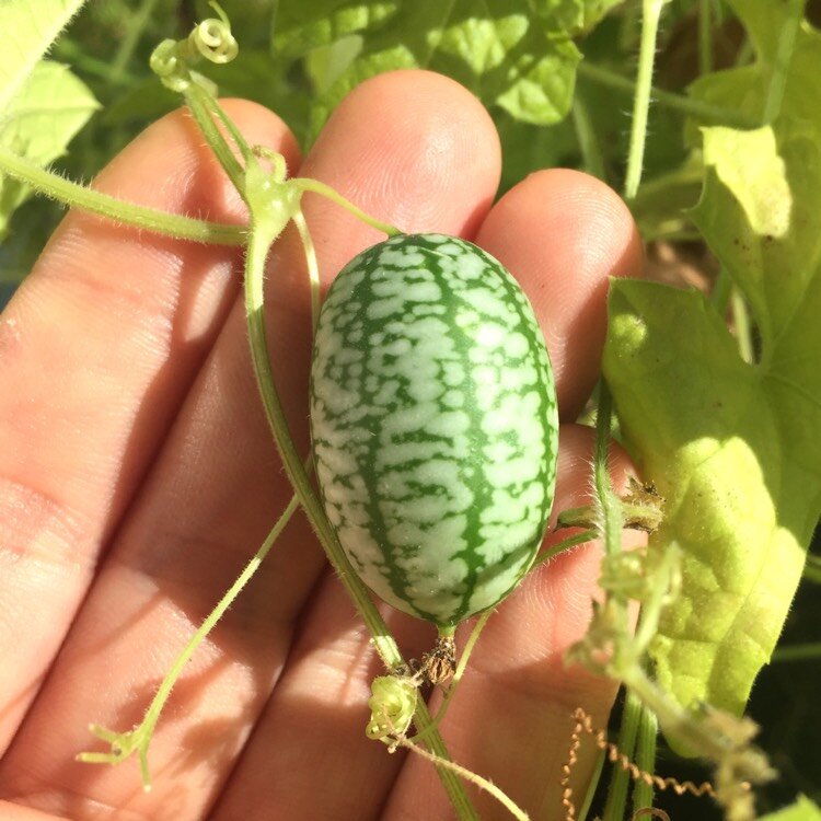 мелотрия шершавая колибри. мелотрия колибри. арбузный огурец мелотрия отзывы. мелотрия (мышиная дыня). огурцы мелотрия шершавая.